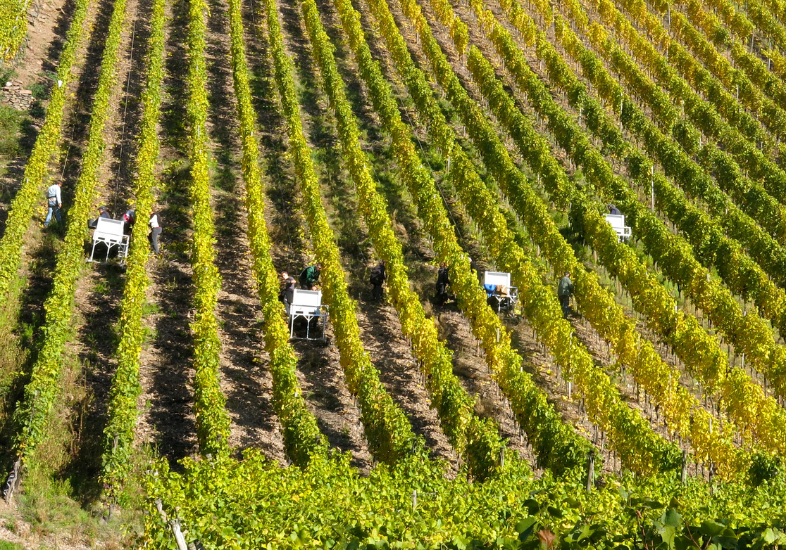 Vendanges Alsace 2013